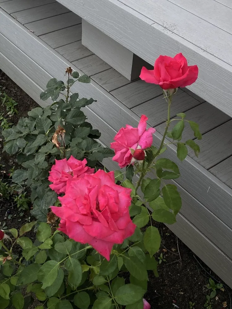 Affordable yard maintenance for residential properties in Carson city, NV by A&V Landscaping