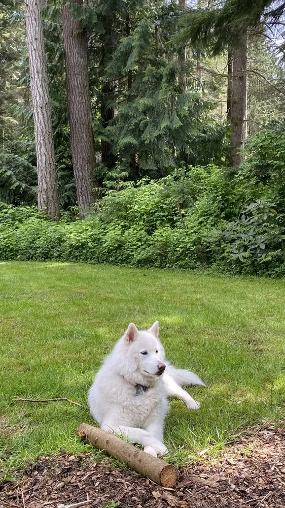 Professional landscaping services for residential properties across Everett, WA - AV Landscaping