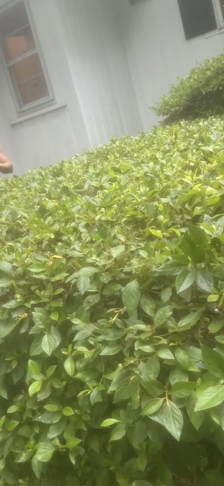 Reliable landscape design in Greenville, NC by A&V Landscaping