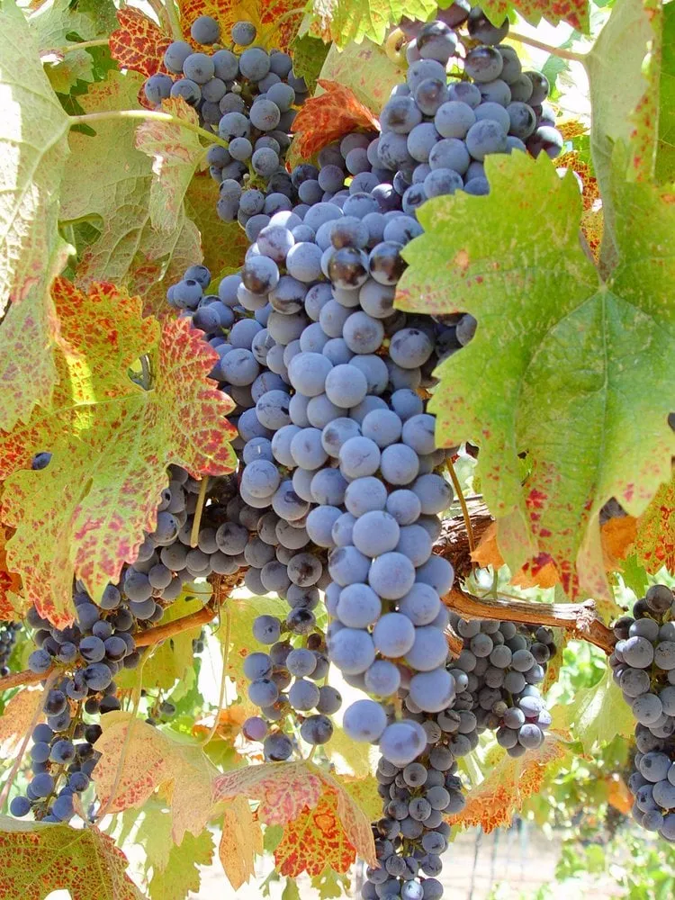 Trusted landscape design for outdoor upgrades across Mission Viejo, CA - AV Landscaping