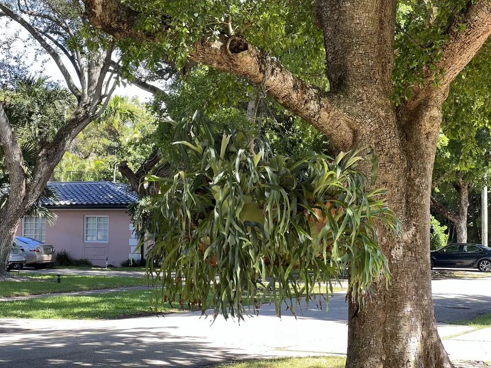 Affordable lawn care service experts serving Homestead, FL - A&V Lawn