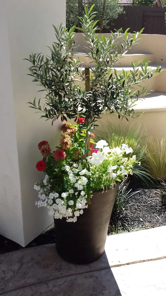 Top-rated landscape design experts serving Rancho Cordova, CA - AV Lawn Service and Landscaping