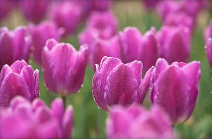 Reliable lawn care service in Rancho Cordova, CA - AV Lawn Service and Landscaping