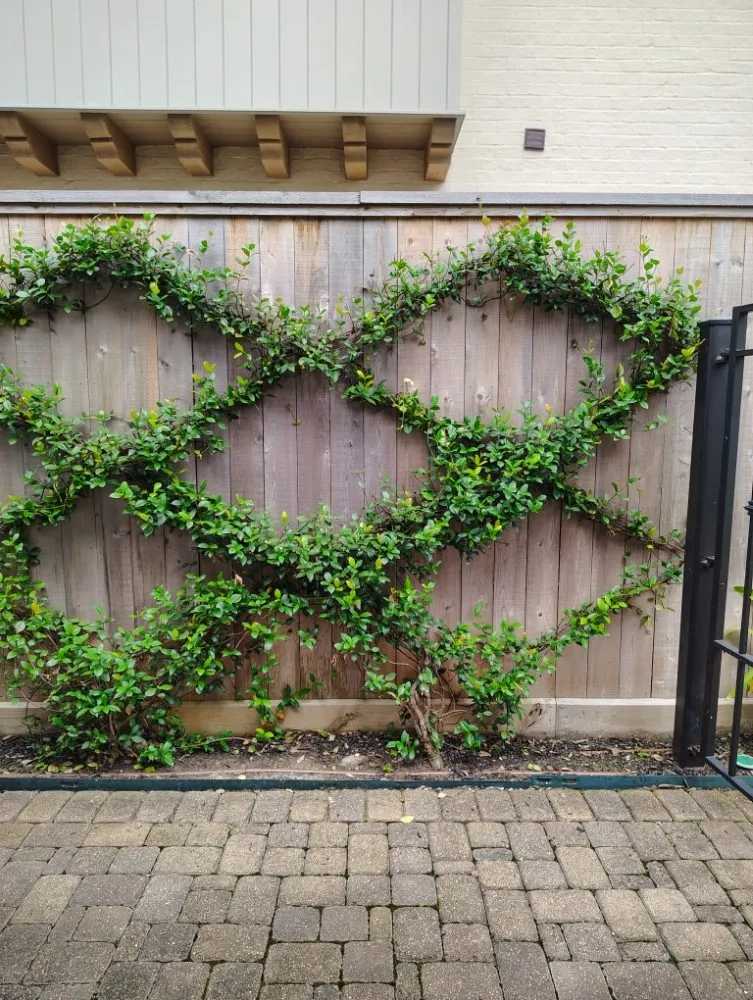 Local residential landscaping in Houston, TX - Ava Landscape