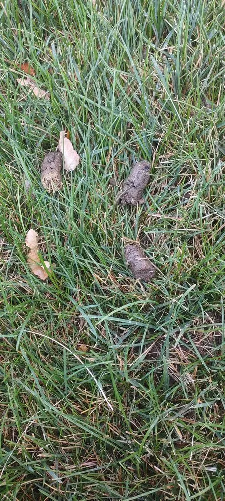 Expert lawn mowing service for outdoor upgrades across Golden, CO - Avalanche Aeration