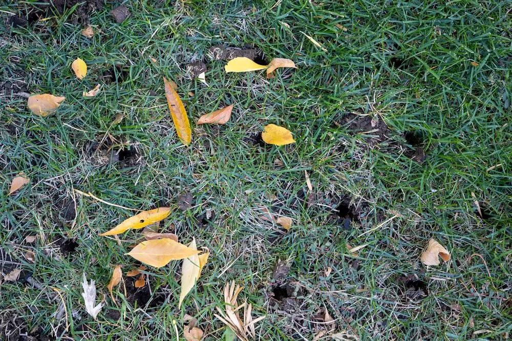 Affordable residential landscaping in Golden, CO - Avalanche Aeration