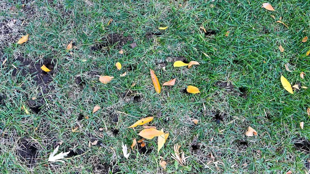 Custom lawn care service in Golden, CO by Avalanche Aeration