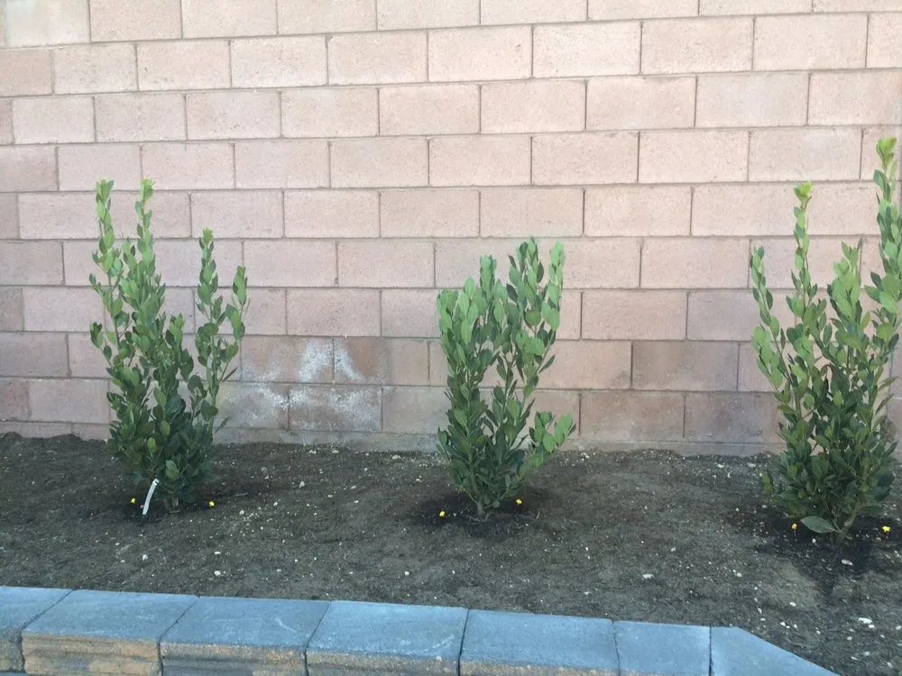 Local yard cleanup service in Las Vegas, NV by Avalon Enviroscapes