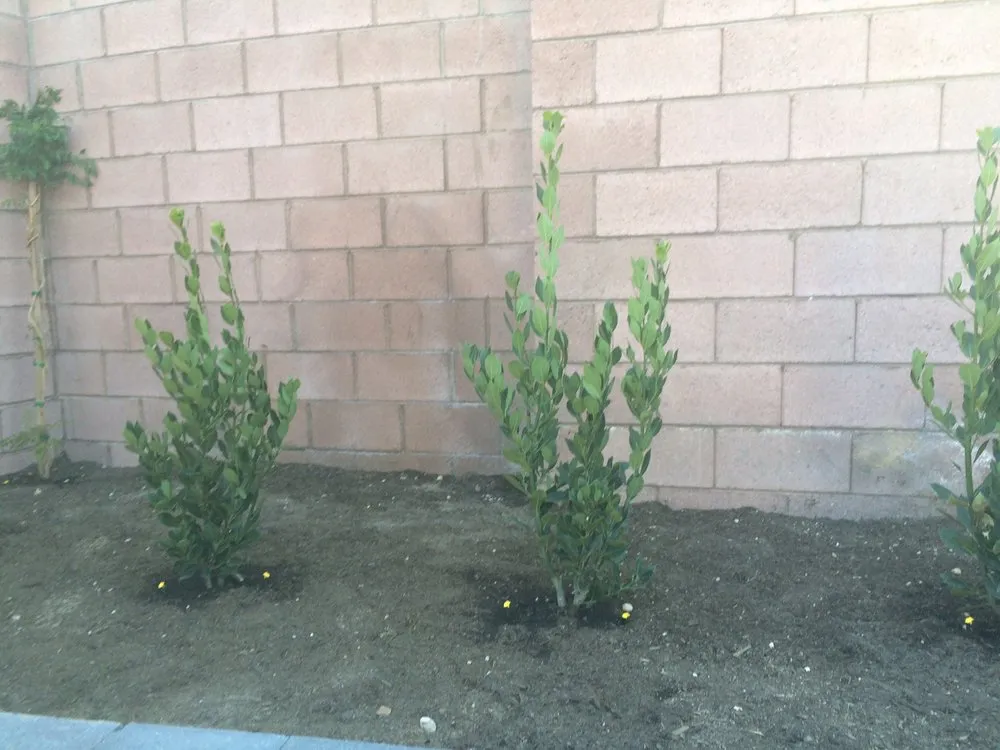 Expert lawn care service for beautiful yards across Las Vegas, NV - Avalon Enviroscapes