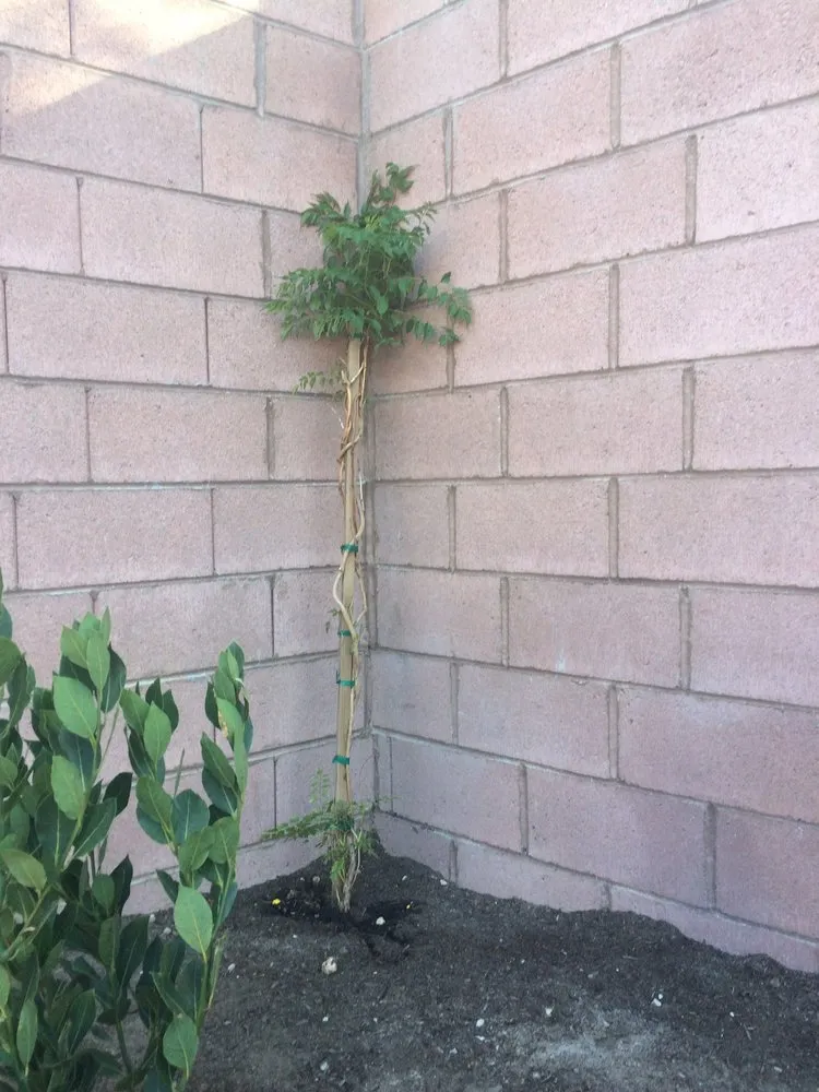 Affordable yard maintenance in Las Vegas, NV by Avalon Enviroscapes