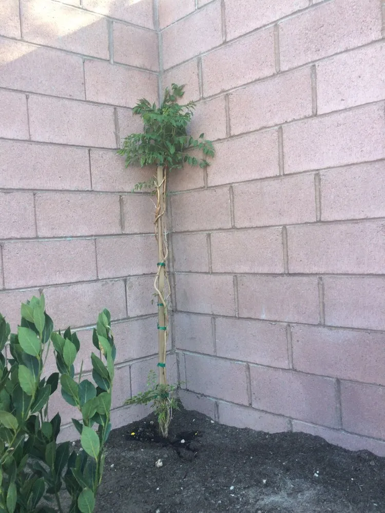 Trusted outdoor landscaping for outdoor upgrades in Las Vegas, NV by Avalon Enviroscapes