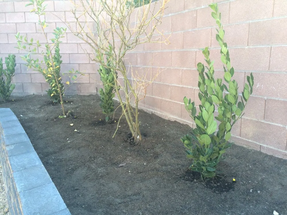 Top-rated outdoor landscaping near you across Las Vegas, NV - Avalon Enviroscapes
