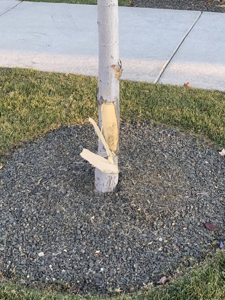 Professional outdoor landscaping for residential properties across Meridian, ID - Avalon Landscapes