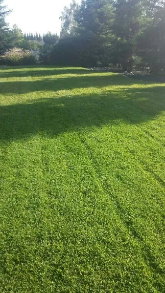 Local yard cleanup service in Sacramento, CA by Avalos Professional Landscape