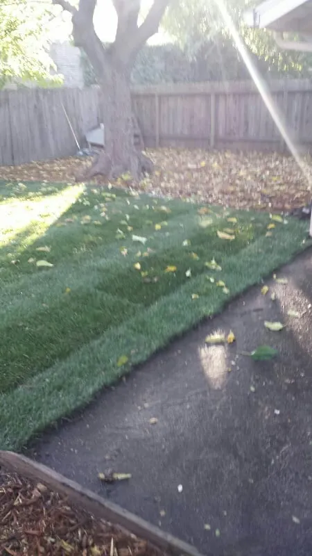 Trusted yard maintenance for beautiful yards in Sacramento, CA by Avalos Professional Landscape