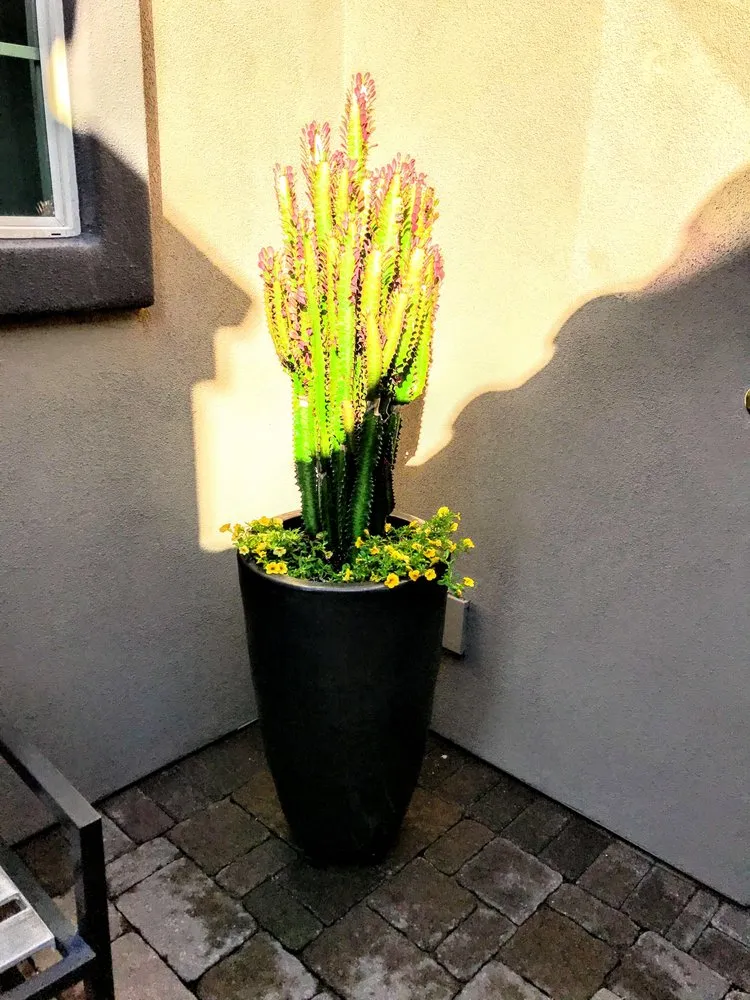 Reliable outdoor landscaping in Queen Creek, AZ by Avant-Garden Design and Landscape