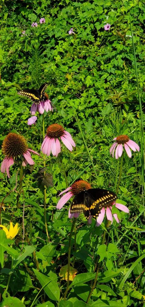 Affordable garden landscaping near you in Wilmington, NC by Avant Gardener