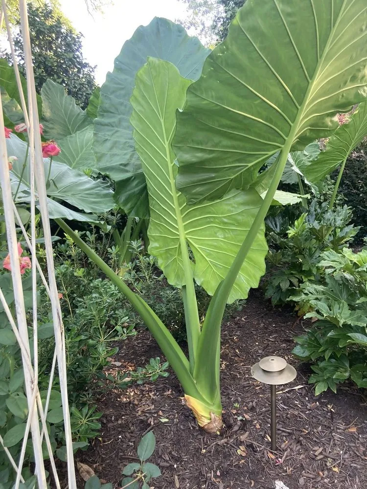 Custom yard cleanup service in Wilmington, NC by Avant Gardener