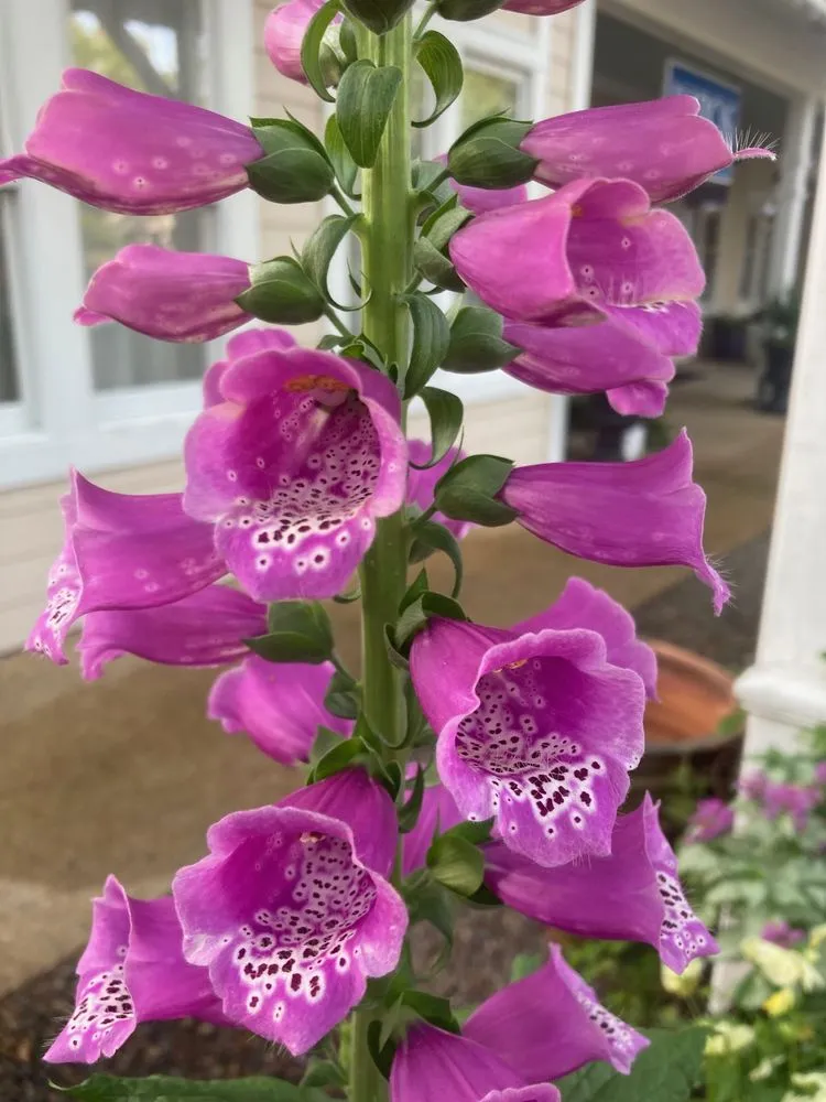 Professional landscape design experts serving Wilmington, NC - Avant Gardener