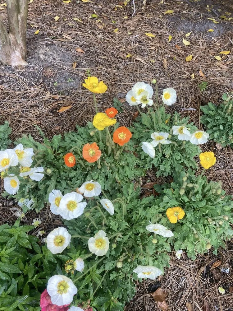 Local yard maintenance in Wilmington, NC by Avant Gardener