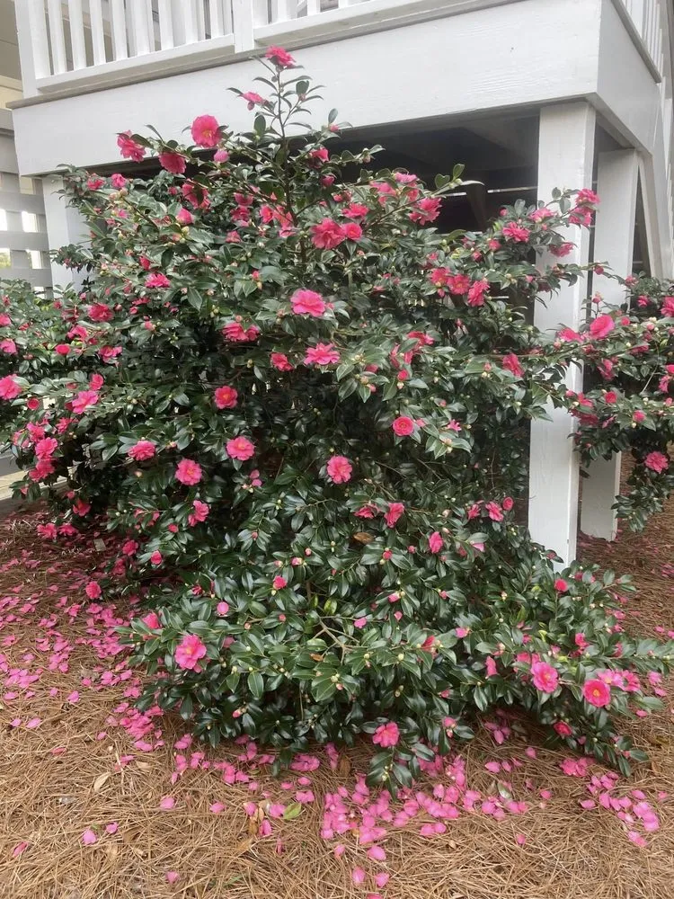 Affordable outdoor landscaping experts serving Wilmington, NC - Avant Gardener