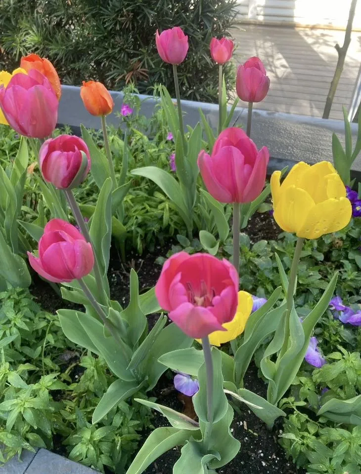 Expert landscape installation experts serving Wilmington, NC - Avant Gardener