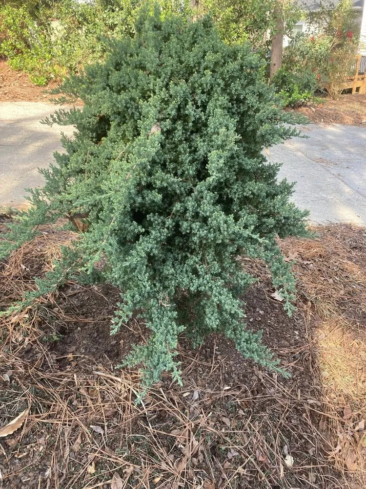 Reliable landscape installation in Wilmington, NC by Avant Gardener