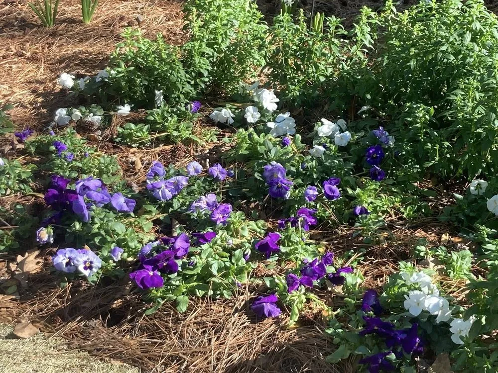 Local landscaping services experts serving Wilmington, NC - Avant Gardener