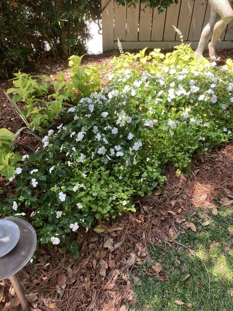 Affordable yard maintenance experts serving Wilmington, NC - Avant Gardener
