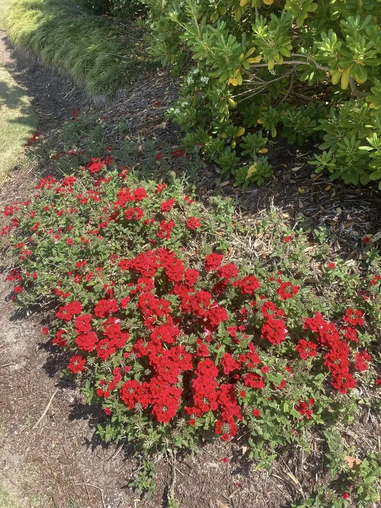 Reliable landscape installation near you in Wilmington, NC by Avant Gardener