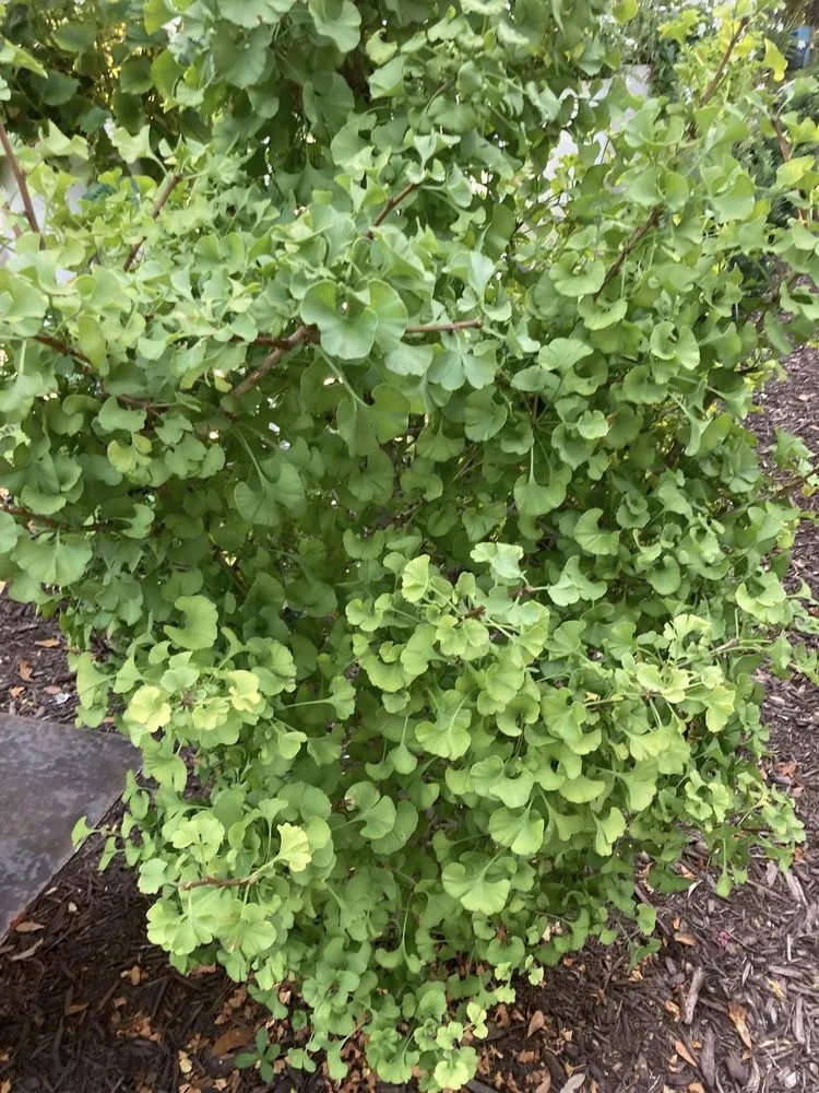 Reliable landscape installation for residential properties in Wilmington, NC by Avant Gardener