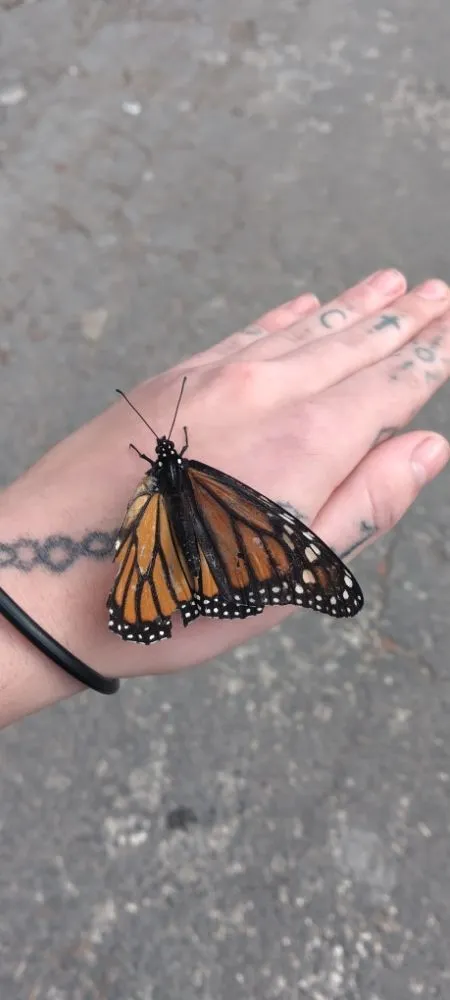 Affordable landscaping services in Harker Heights, TX - Ava's Babysitting