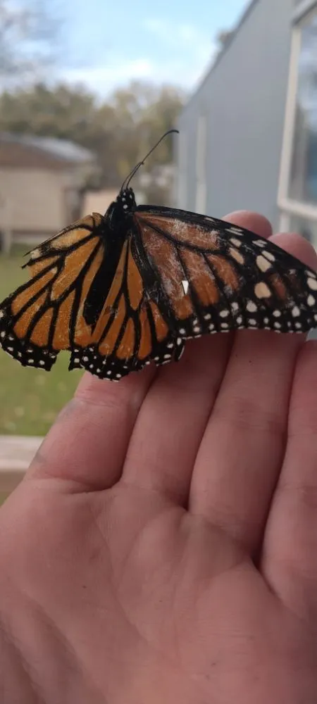 Reliable lawn mowing service in Harker Heights, TX by Ava's Babysitting