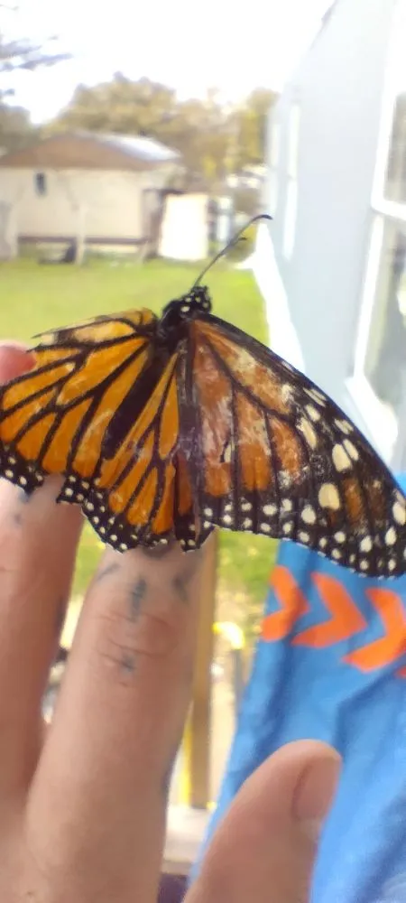 Affordable landscaping services experts serving Harker Heights, TX - Ava's Babysitting