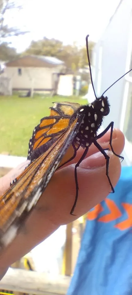 Reliable garden landscaping in Harker Heights, TX by Ava's Babysitting