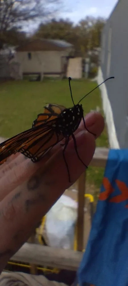 Professional outdoor landscaping in Harker Heights, TX - Ava's Babysitting