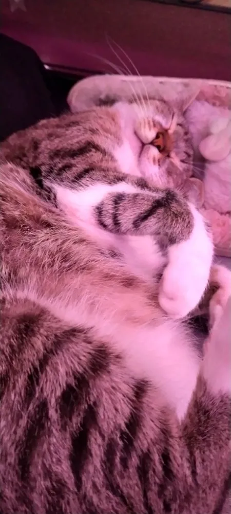 Professional landscaping services for homes in Harker Heights, TX by Ava's Babysitting