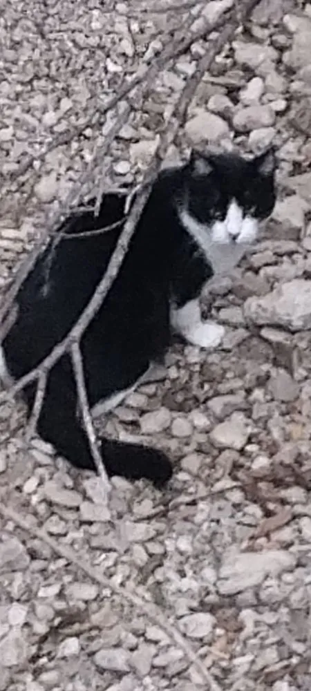 Trusted yard maintenance in Harker Heights, TX by Ava's Babysitting