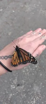 Ava's Babysitting Logo