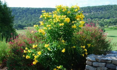 Local landscape installation experts serving Santa Ana, CA - Avelar Landscaping