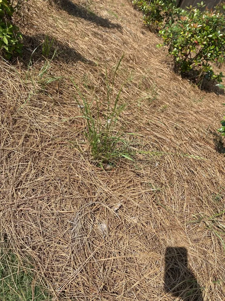 Expert garden landscaping for outdoor upgrades in Chamblee, GA by Avelino Landscaping