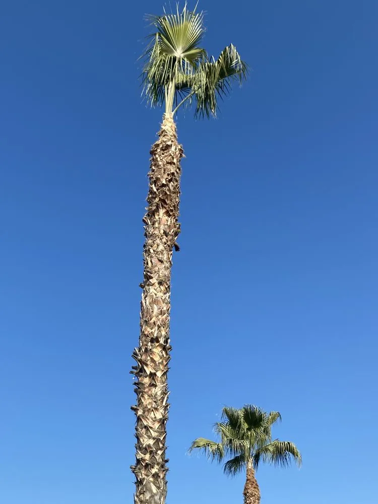 Affordable residential landscaping in Fresno, CA by Avendaño Lawn Care