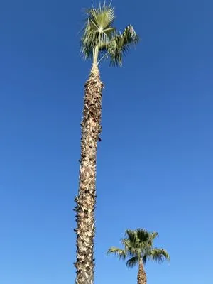 Avendaño Lawn Care Logo