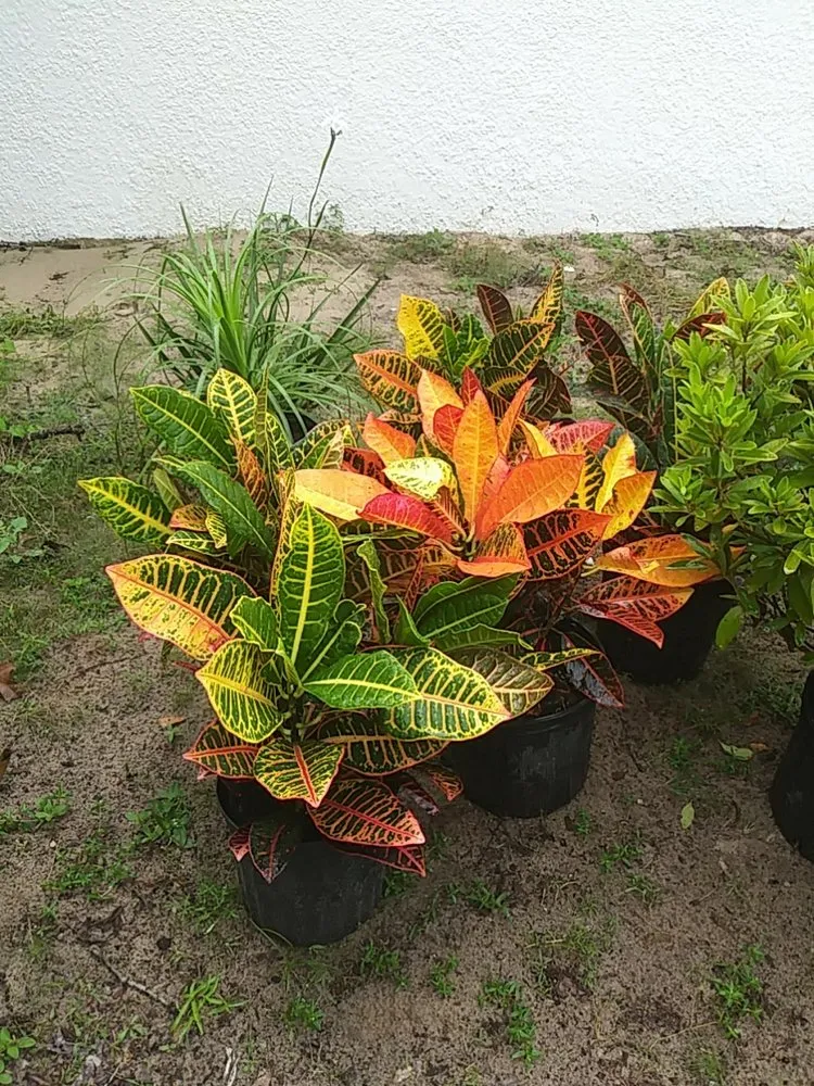 Professional landscaping services in Spring Hill, FL by Aventura Nursery & Landscape