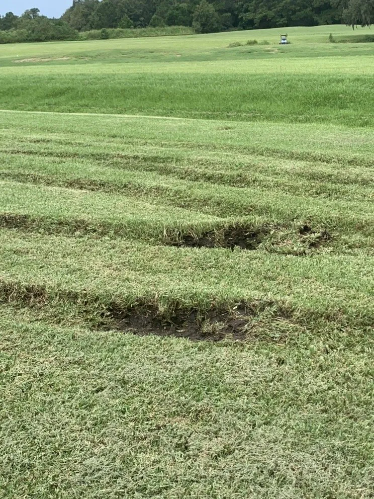 Affordable yard cleanup service with custom design in Spring Hill, FL by Aventura Nursery & Landscape