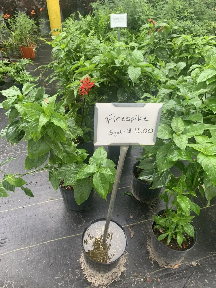 Top-rated residential landscaping in Spring Hill, FL - Aventura Nursery & Landscape