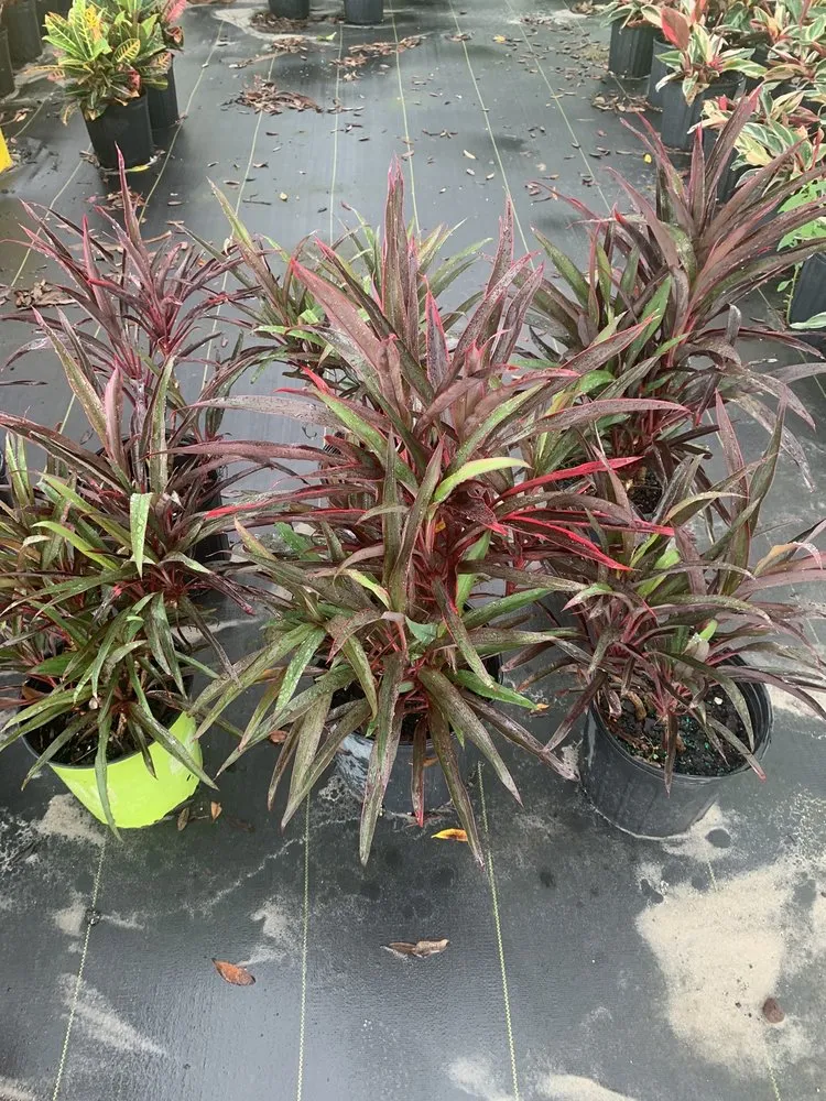 Reliable garden landscaping for beautiful yards across Spring Hill, FL - Aventura Nursery & Landscape