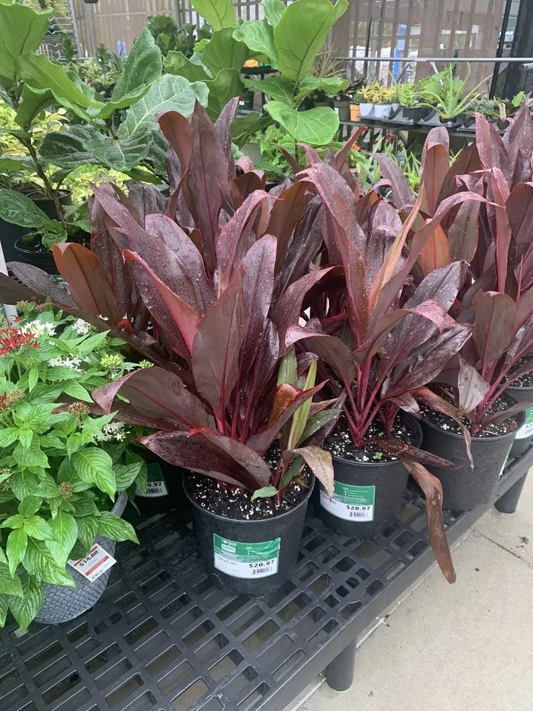 Trusted landscape installation experts serving Spring Hill, FL - Aventura Nursery & Landscape