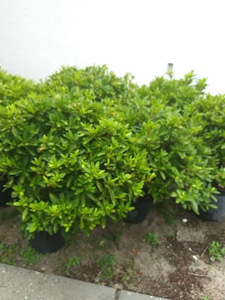 Professional residential landscaping in Spring Hill, FL by Aventura Nursery & Landscape