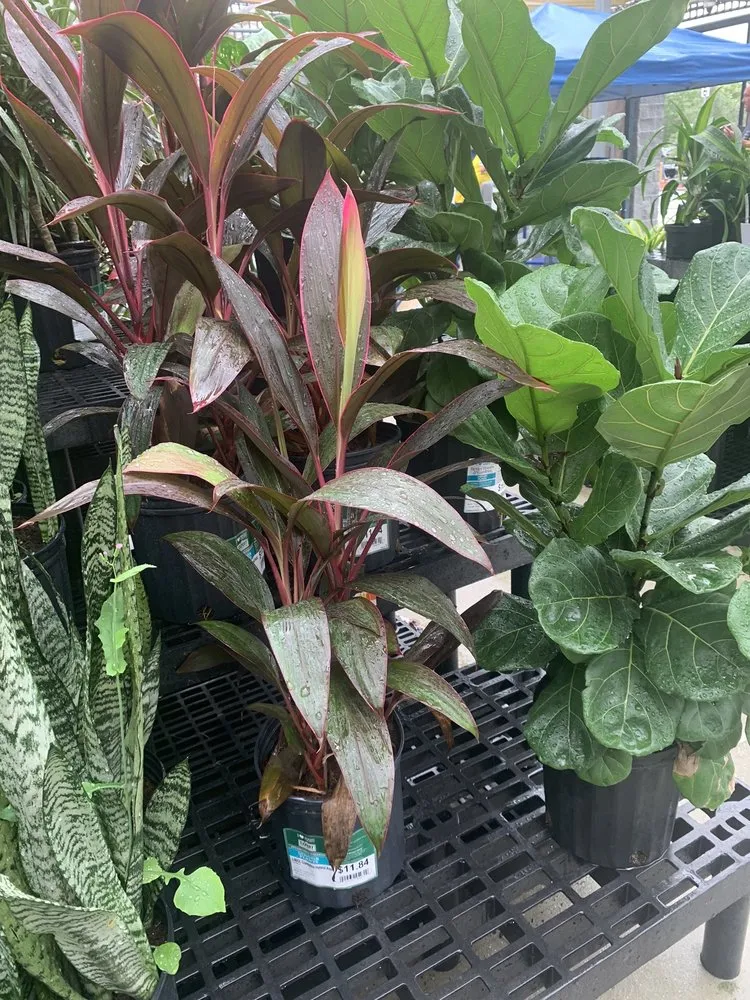 Top-rated landscape design experts serving Spring Hill, FL - Aventura Nursery & Landscape